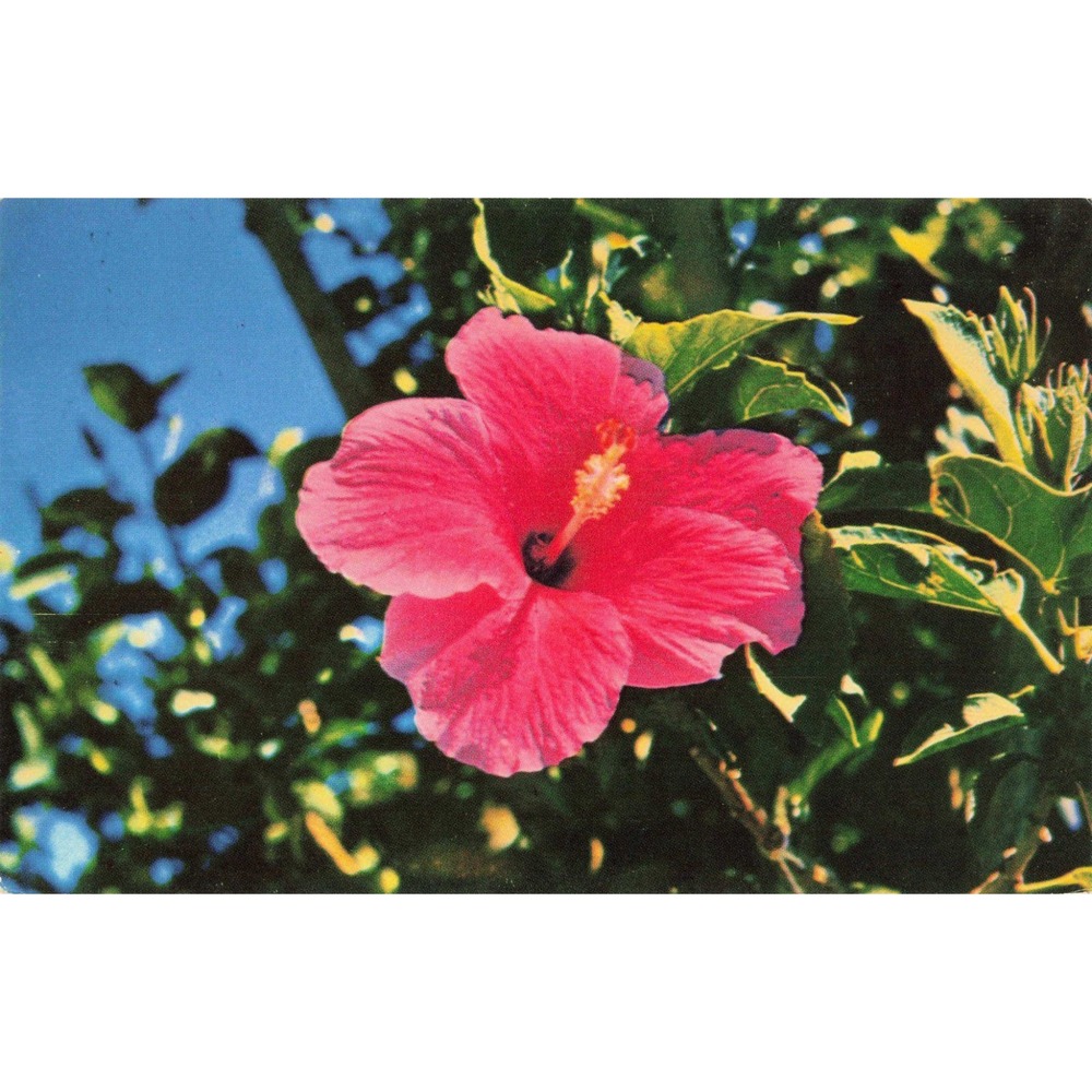 Vintage Red Hibiscus Guam Postcard Werner Stoy South Seas Trading Co G-2
